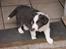 Border collie Bølle