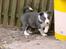 Border collie Bølle