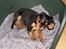 Cavalier king charles spaniel Nala - 11 uger