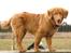 Nova scotia duck tolling retriever Mikkel - Her er jeg 4½ måned gammel og blevet lidt mere modig.