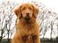 Nova scotia duck tolling retriever Mikkel - 4 ½ måned gammel