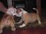 Amerikansk bulldog HurriCane Haily