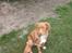 Nova scotia duck tolling retriever Bella. - Sammen med sin bror.