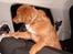 Nova scotia duck tolling retriever Bella. - På vej hjem...