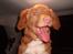 Nova scotia duck tolling retriever Bella. - den piv lidt
