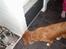 Nova scotia duck tolling retriever Bella. - bella undersøger indenfor