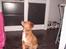 Nova scotia duck tolling retriever Bella.