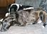 Blanding af racer Lucky - Lucky sammen med faderen til nr. 2 kuld (Bastian)