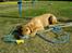 Blanding af racer Rollo Himmelhund