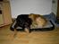 Blanding af racer Rollo Himmelhund