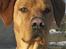 Blanding af racer Rollo Himmelhund