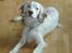 Field Trial spaniel Aslan