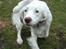Field Trial spaniel Aslan - Et godt eksempel på hvordan hele hans krop ´´logrer´´ :*