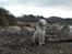 Field Trial spaniel Aslan