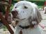 Field Trial spaniel Aslan
