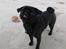 Mops Cloe - Strandtur
