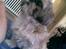 Shih tzu malu