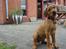 Rhodesian ridgeback Ziba