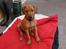 Rhodesian ridgeback Ziba
