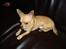 Chihuahua Hugo