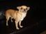 Chihuahua Hugo
