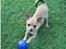 Chihuahua Hugo - Leg :)