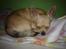 Chihuahua Hugo - zzzzz... 