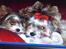 Biewer yorkshire terrier Zilly in white vom Weinbe - Xilly og Zano slapper af.