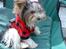 Biewer yorkshire terrier Zilly in white vom Weinbe - Er jeg ikke bedårende?