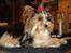 Biewer yorkshire terrier Zilly in white vom Weinbe - Flot fyr-