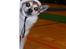 Norsk lundehund Stella (22.4.1997- 3.1.2012) - Min lille nissehund