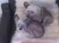 Chinese crested hårløs Cronhammar's Imperial China - Wilhelm & Bine <3
