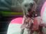 Chinese crested hårløs Cronhammar's Imperial China - Basse <3