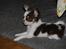 Chihuahua Cindy Sahara - Hva mon der er så spændende der oppe? hehe
