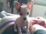 Chihuahua Lucas
