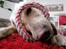 Labrador retriever Bailey - Bailey gnasker i reb