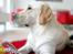Labrador retriever Bailey - Kigger ud i haven