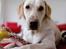 Labrador retriever Bailey - Er far ikke snart færdig med det pjat