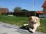 Labrador retriever Bailey - Ligger lige i solen og gnasker lidt