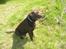 Labrador retriever Jack. R.I.P