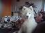 Samojedhund Nala