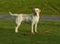 Labrador retriever Bailey - Jeg er stolt over at jeg kan slæbe af med et træ
