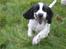 Cocker spaniel Scott <3 - wiii med fuld fart og græs i munden tjuhej hvor det går..