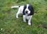 Cocker spaniel Scott <3