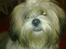 Lhasa apso werner - werner