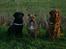 Labrador retriever Nynne ;-) - Nynne, Chico & Sofus - december 2009.