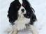 Cavalier king charles spaniel Kicki 2006 - 2010