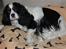 Cavalier king charles spaniel Kicki 2006 - 2010