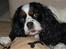 Cavalier king charles spaniel Kicki 2006 - 2010
