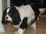 Cavalier king charles spaniel Kicki 2006 - 2010